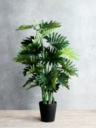Philodendron Selloum (Art.)