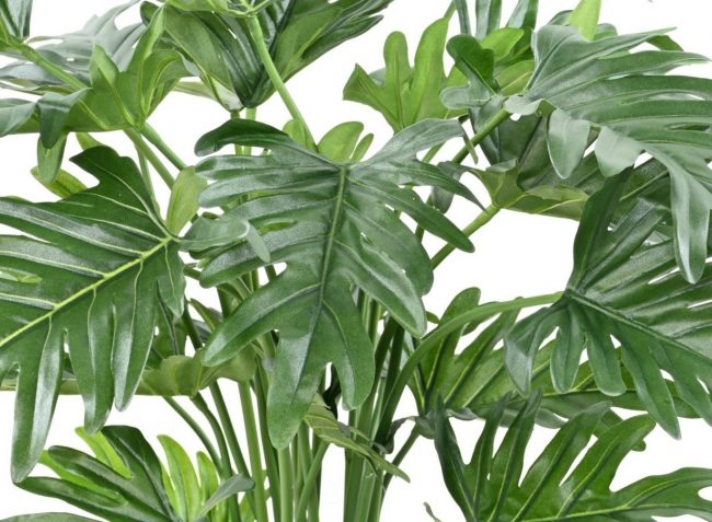 Philodendron Selloum (Art.) – Image 3