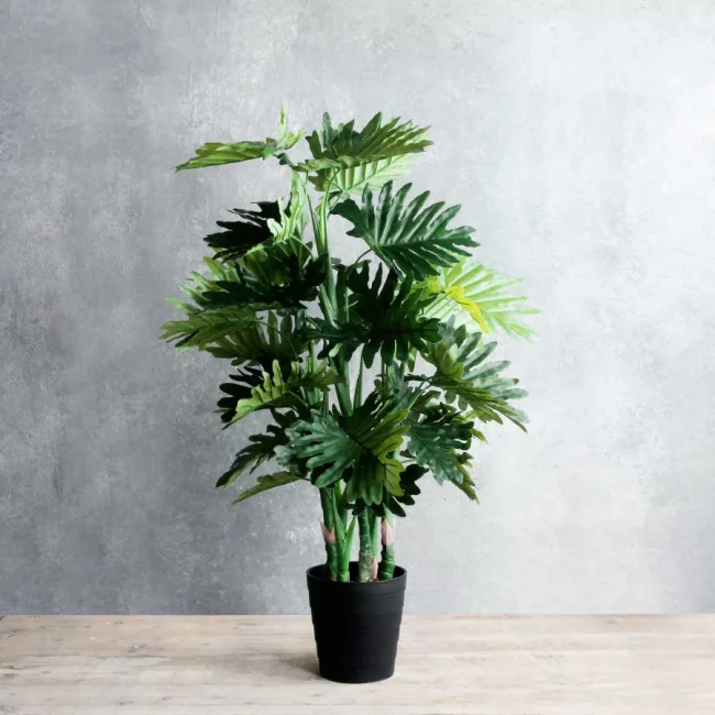 Philodendron Selloum (Art.)