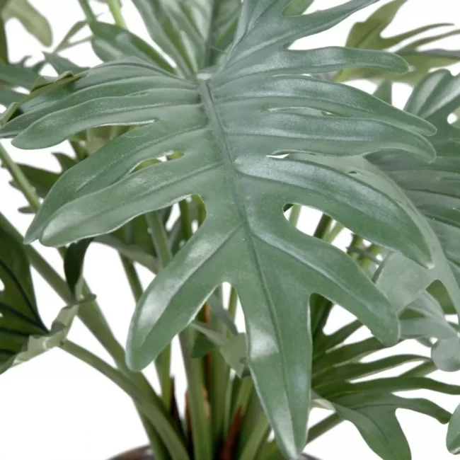Philodendron Selloum (Art.) – Image 2