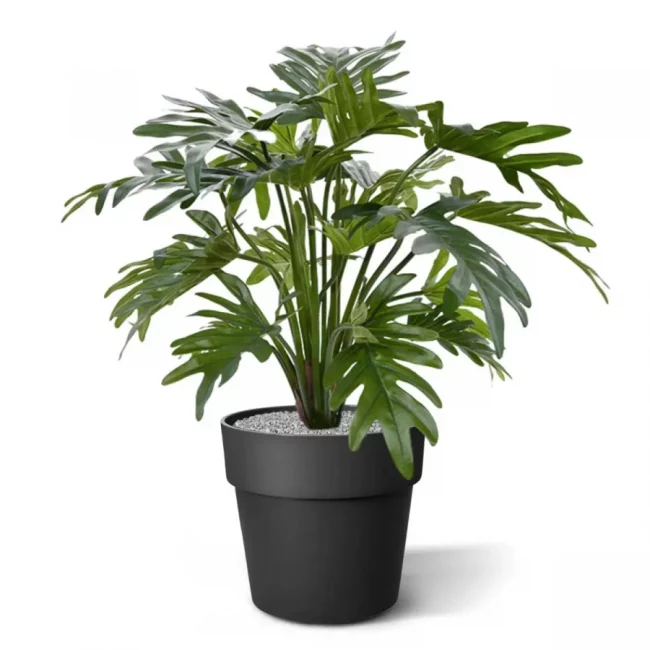 Philodendron Selloum (Art.) – Image 4