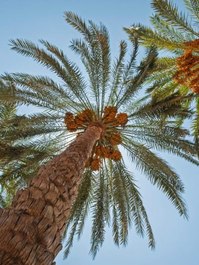 Palmier Dattier – Phoenix Dactylifera