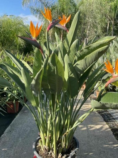 Strelitzia – Oiseau de Paradis (Variétés)
