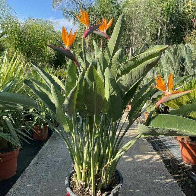 Strelitzia – Oiseau de Paradis (Variétés)