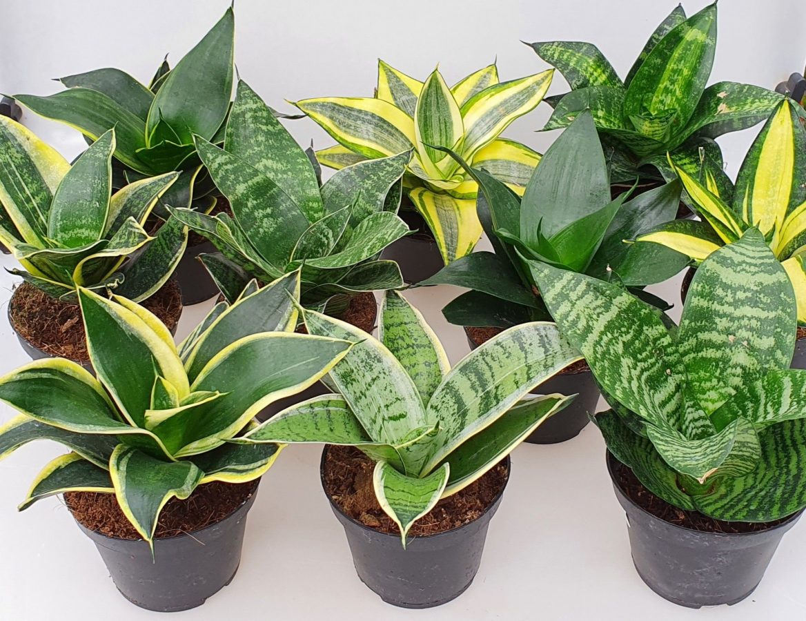 Langue de Belle-Mère – Sansevieria (Mix) – Image 2