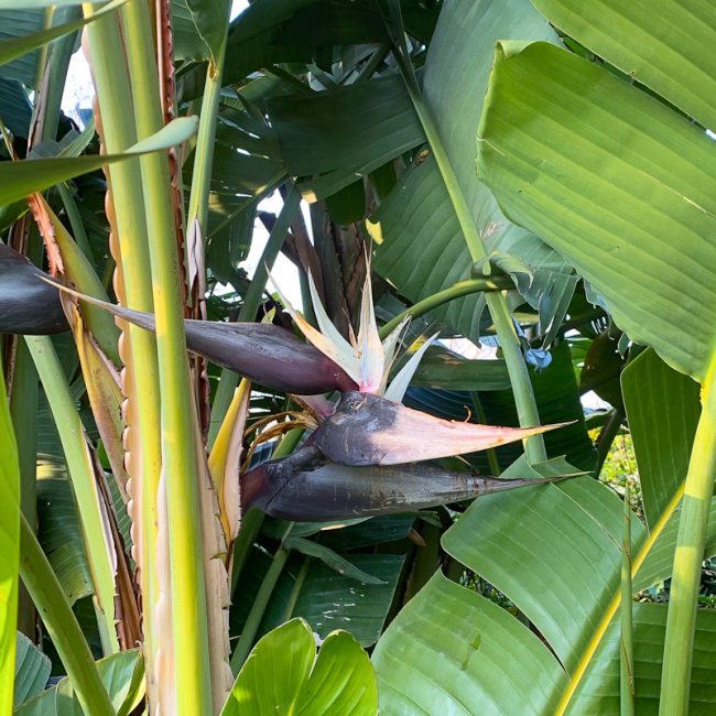 Strelitzia – Oiseau de Paradis (Variétés) – Image 2