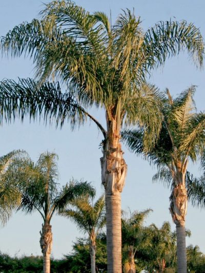 Palmier Queen – Syagrus Romanzoffiana