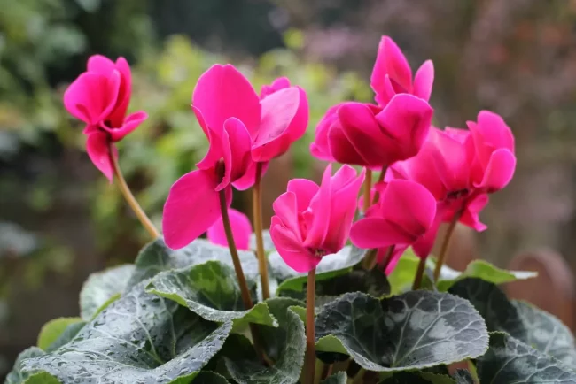 Cyclamen en Pot (Mix) – Image 5