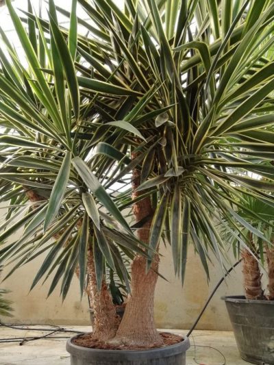 Yucca 'Pied d'Elephant' Panachée  – Yucca Elephantipes 'Variegata'