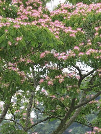 Arbre à Soie Rose – Albizia Julibrissin 'Rosea' ou 'Ombrella'