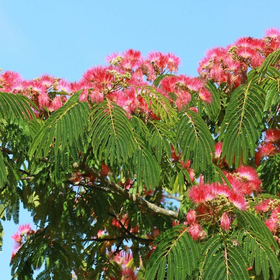 Arbre à Soie Rose – Albizia Julibrissin 'Rosea' ou 'Ombrella' – Image 2