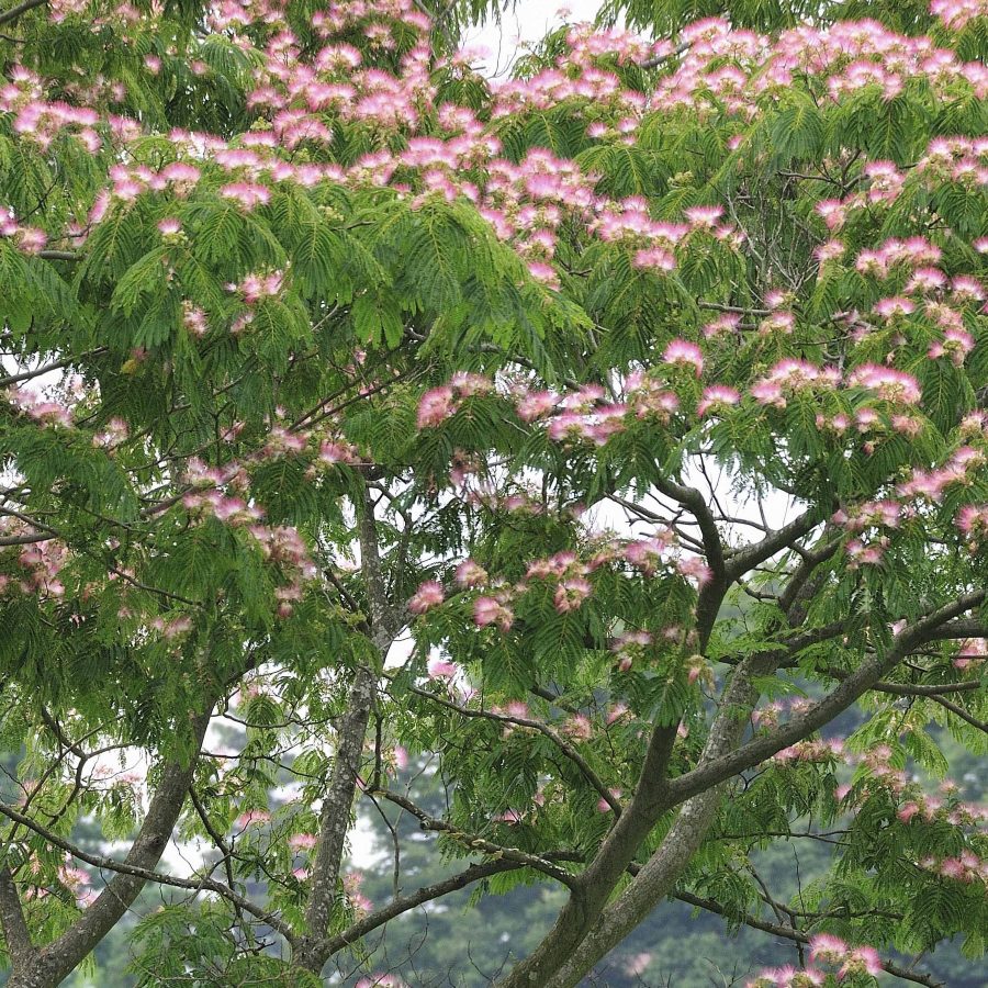 Arbre à Soie Rose – Albizia Julibrissin 'Rosea' ou 'Ombrella'
