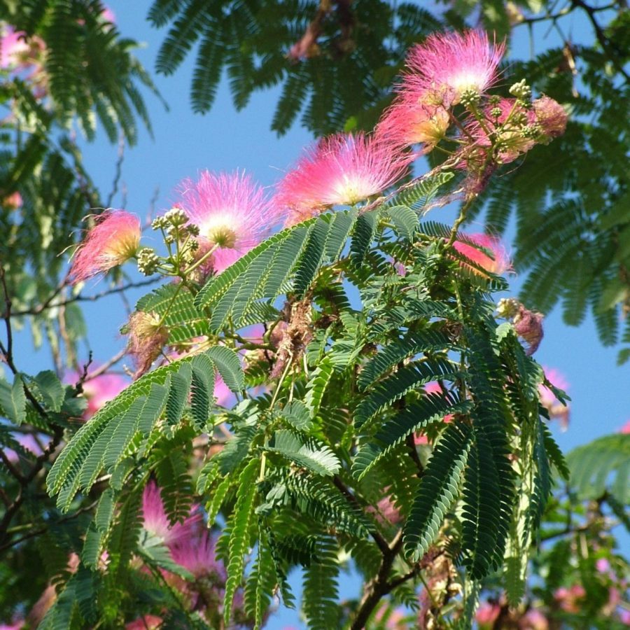 Arbre à Soie Rose – Albizia Julibrissin 'Rosea' ou 'Ombrella' – Image 5