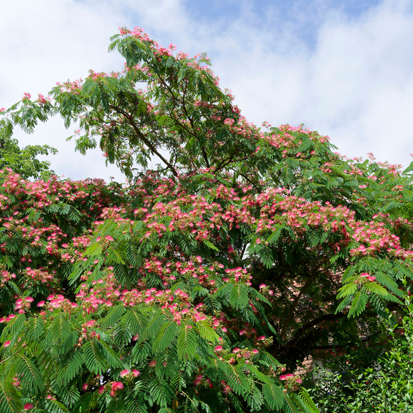 Arbre à Soie Rose – Albizia Julibrissin 'Rosea' ou 'Ombrella' – Image 3