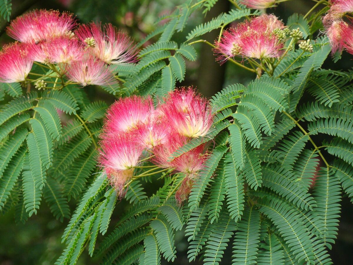 Arbre à Soie Rose – Albizia Julibrissin 'Rosea' ou 'Ombrella' – Image 4