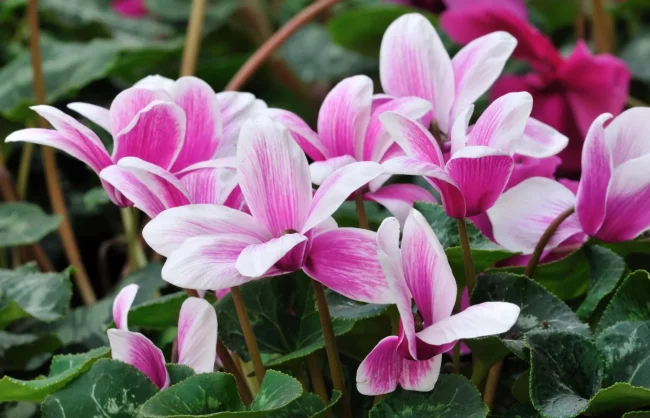Cyclamen en Pot (Mix) – Image 4