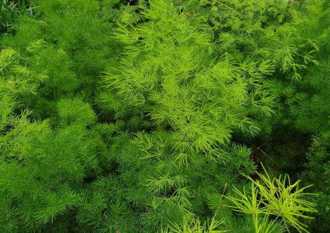 Asparagus – Image 2