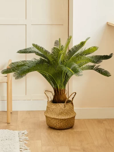 Baby Cycas (Art.)
