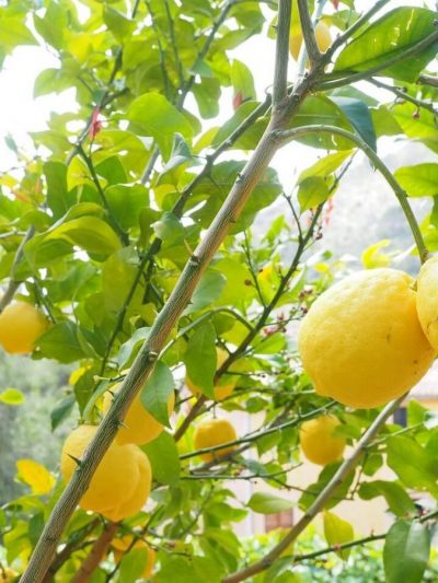 Citronnier