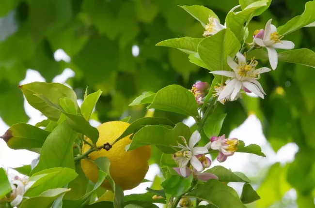Citronnier – Image 2