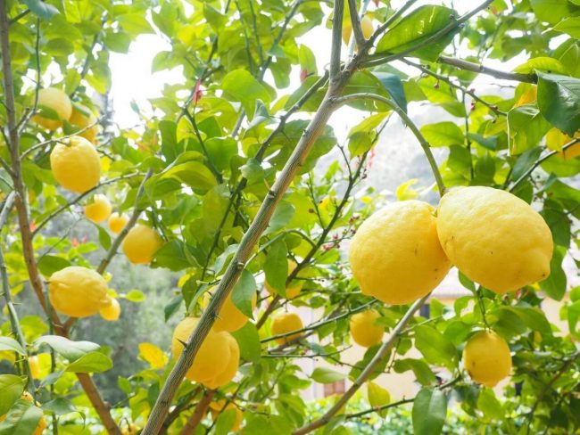 Citronnier