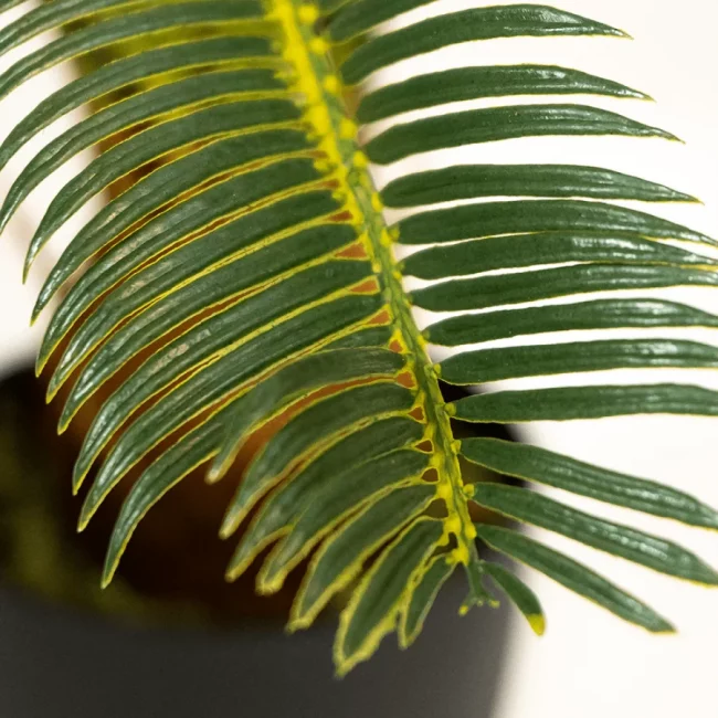 Baby Cycas (Art.) – Image 2