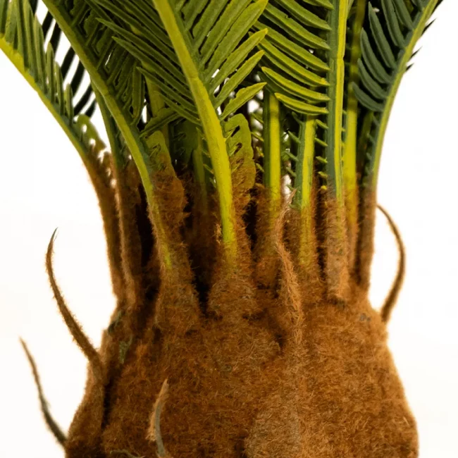 Baby Cycas (Art.) – Image 3