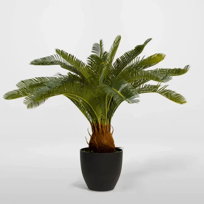 Baby Cycas (Art.) – Image 4