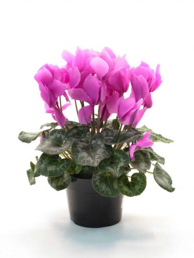 Cyclamen en Pot (Mix)