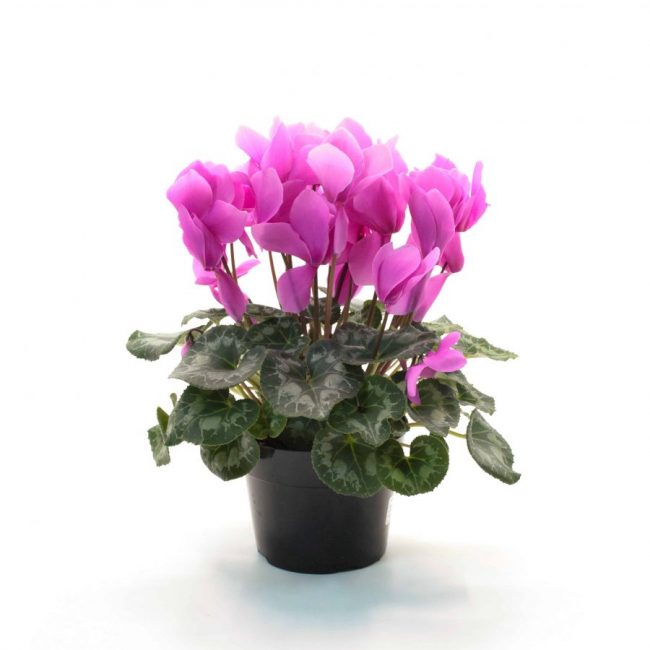 Cyclamen en Pot (Mix)