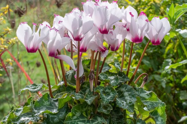 Cyclamen en Pot (Mix) – Image 3