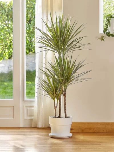 Dracaena Draco