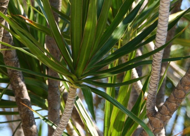 Dracaena Draco – Image 2