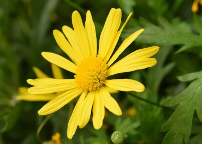 Euryops en Pot – Image 2