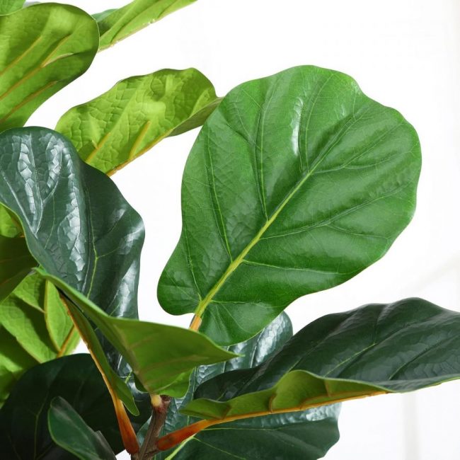 Ficus Lyrata (Art.) – Image 2