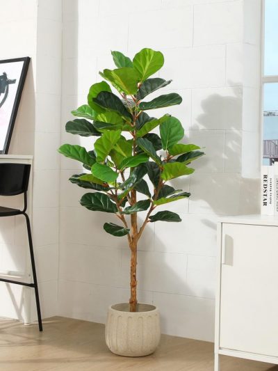 Ficus Lyrata (Art.)