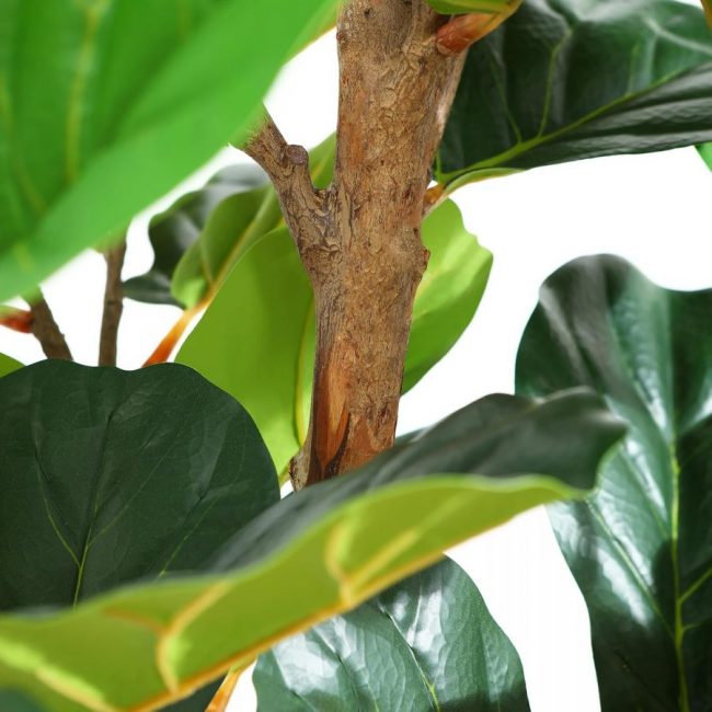 Ficus Lyrata (Art.) – Image 3