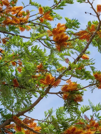 Grevillea Robusta