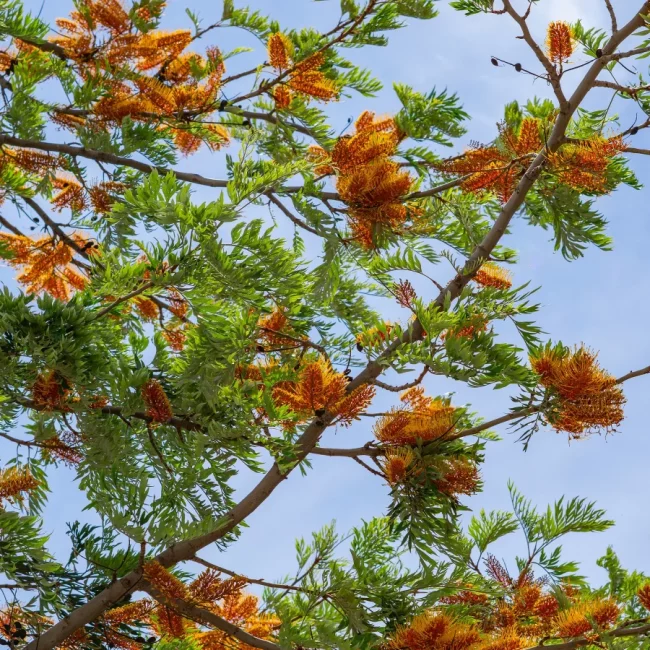 Grevillea Robusta