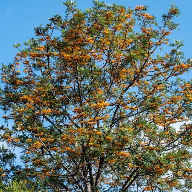 Grevillea Robusta – Image 4
