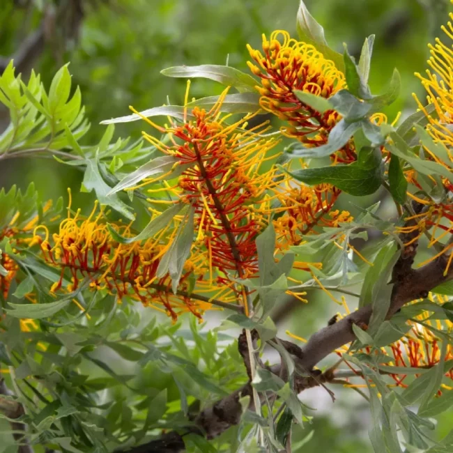 Grevillea Robusta – Image 2