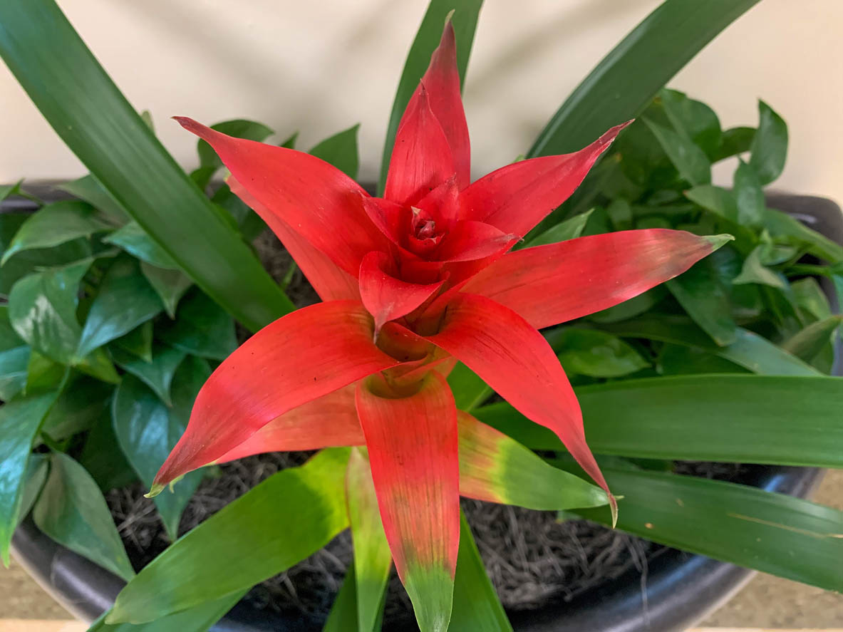 Guzmania Lingulata – Image 2