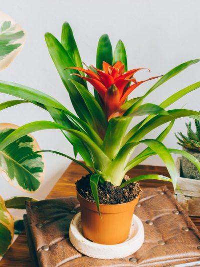Guzmania Lingulata
