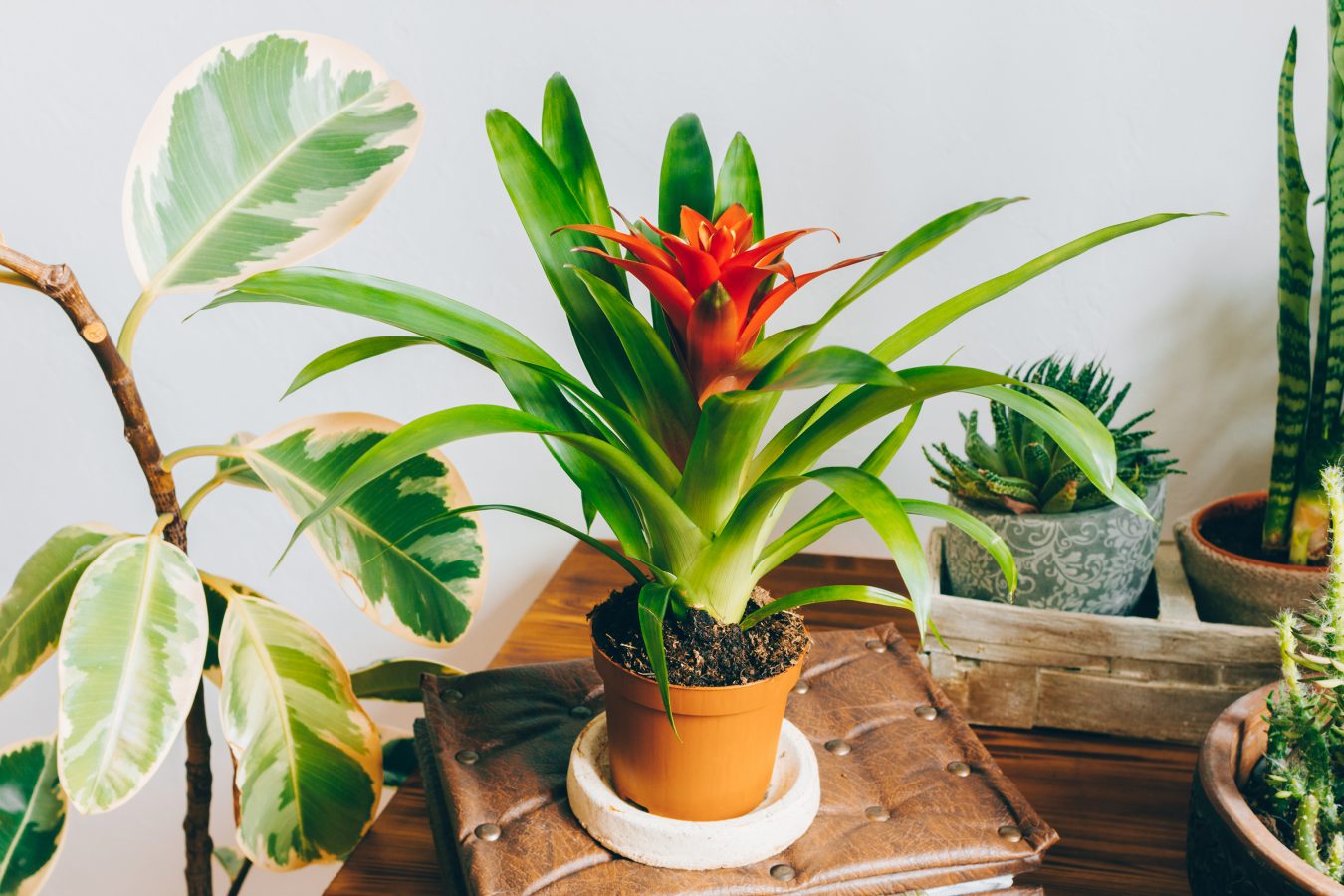 Guzmania Lingulata