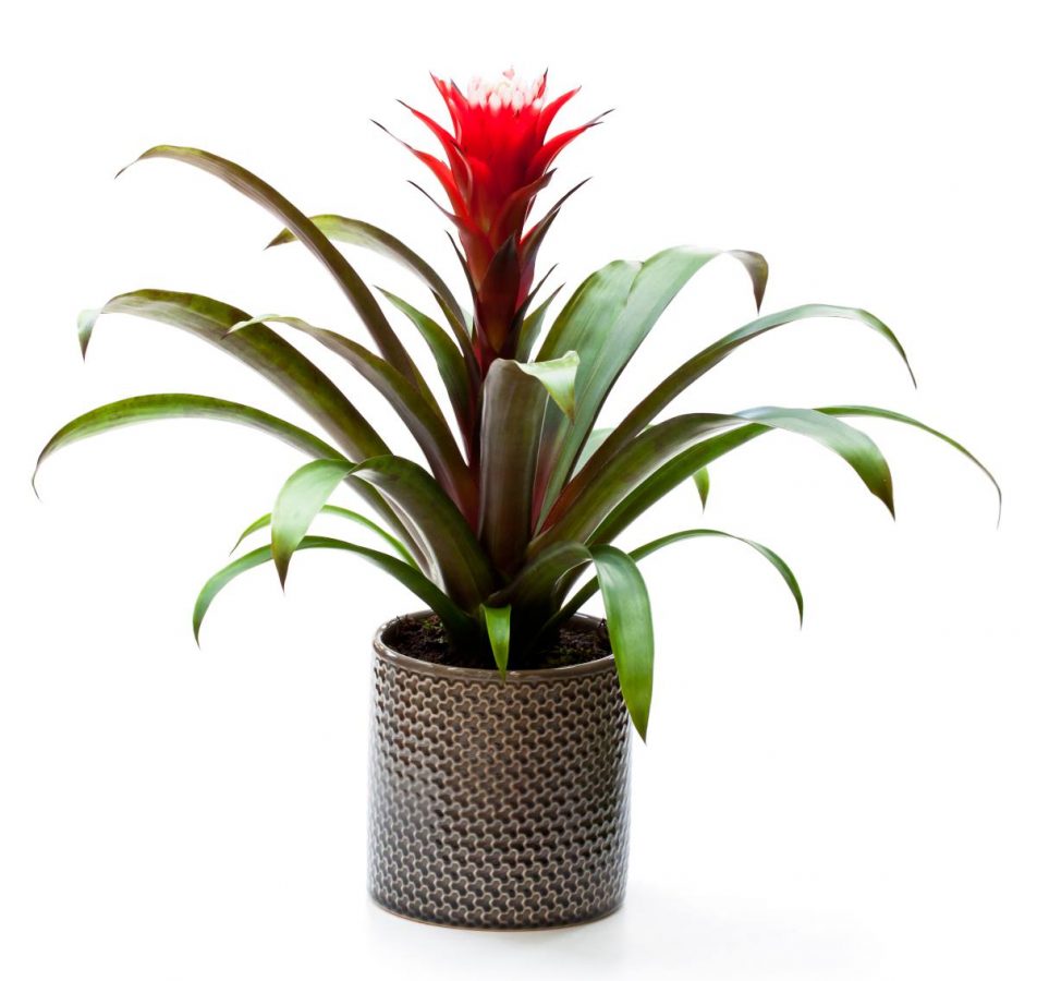 Guzmania Lingulata – Image 3