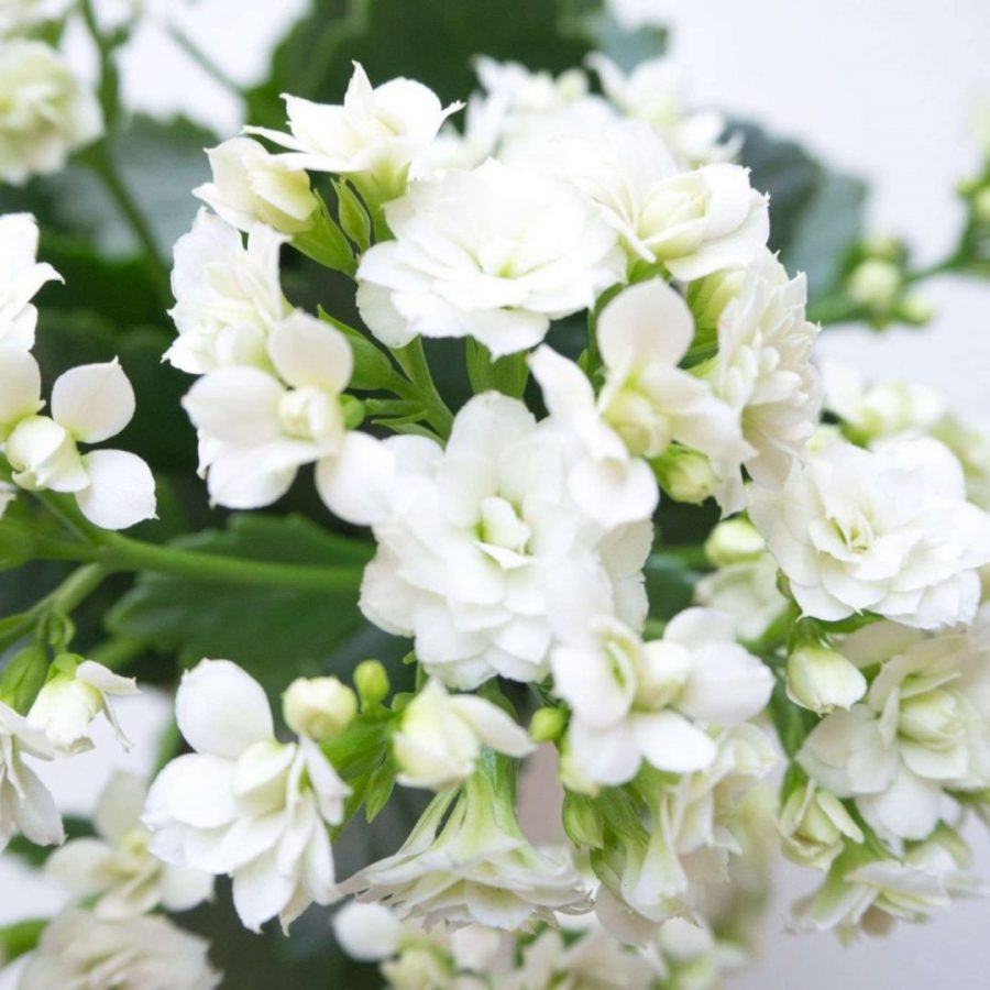 Kalanchoe de Blossfeld en Pot (Mix) – Image 2