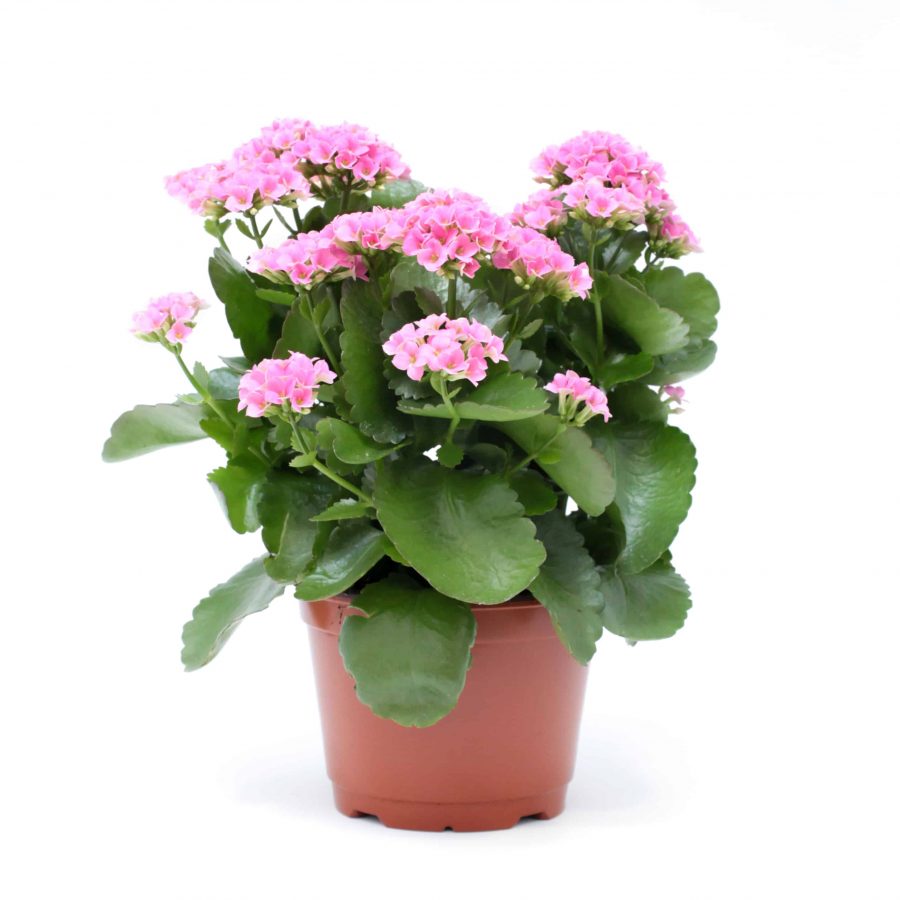 Kalanchoe de Blossfeld en Pot (Mix)
