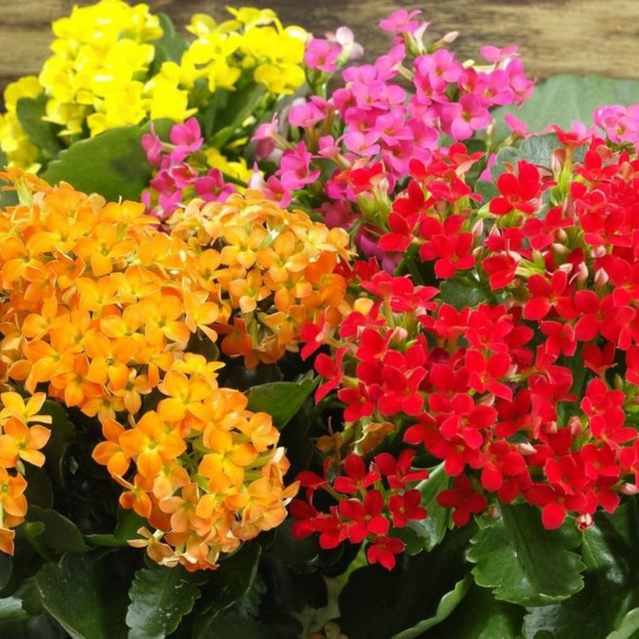 Kalanchoe de Blossfeld en Pot (Mix) – Image 7