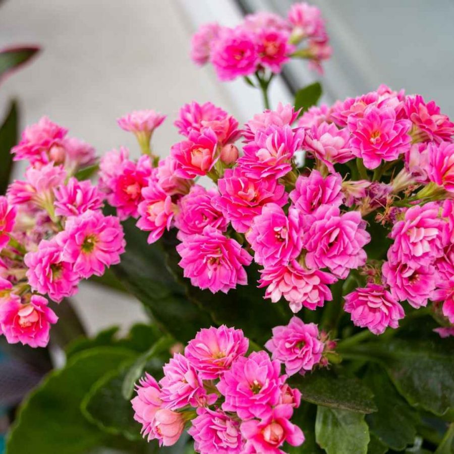 Kalanchoe de Blossfeld en Pot (Mix) – Image 3