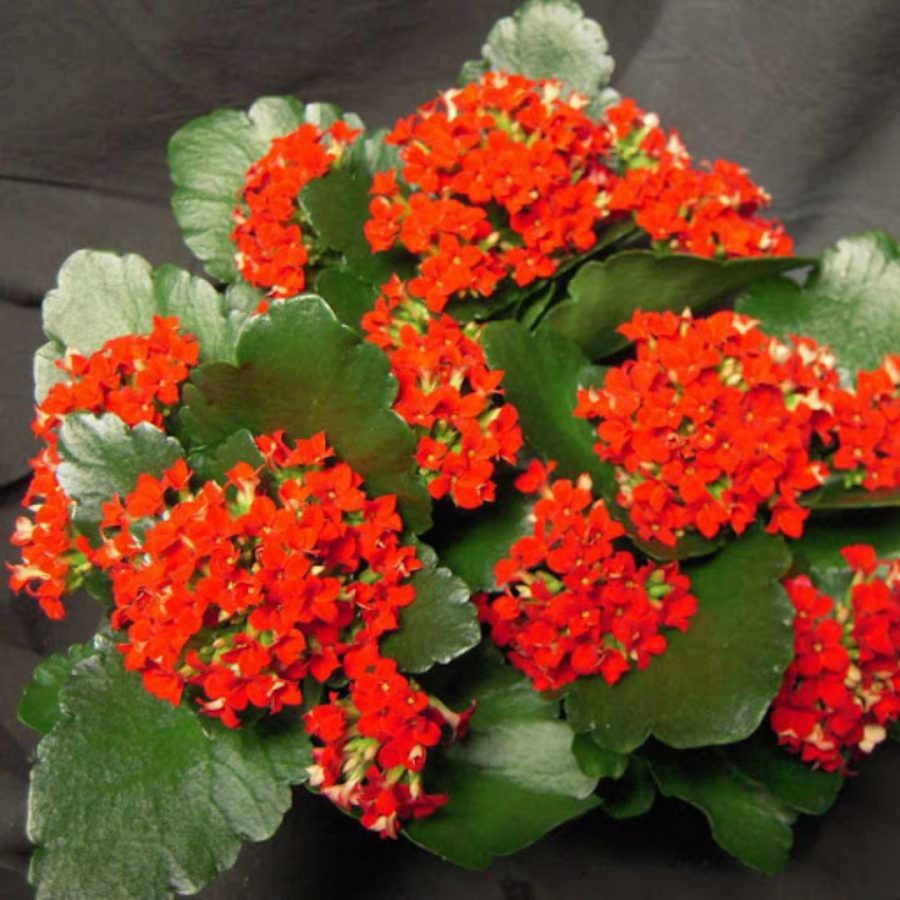 Kalanchoe de Blossfeld en Pot (Mix) – Image 4